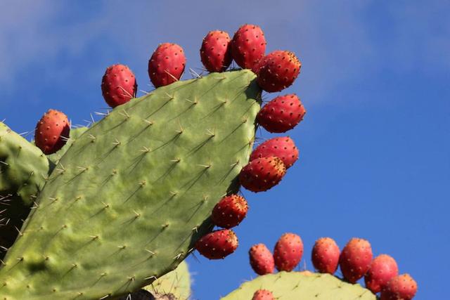 Imagen sección de Naturaleza | Municipio de Allende Coahuila}
